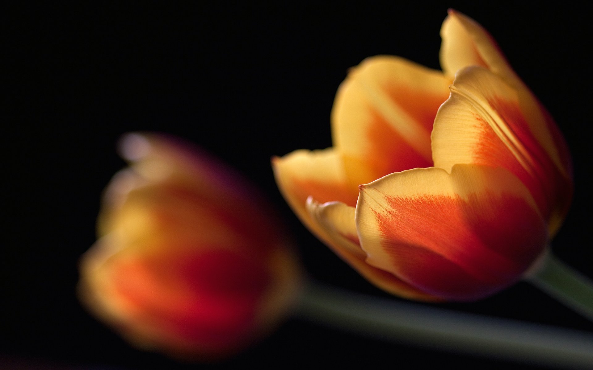 tulipanes negro macro