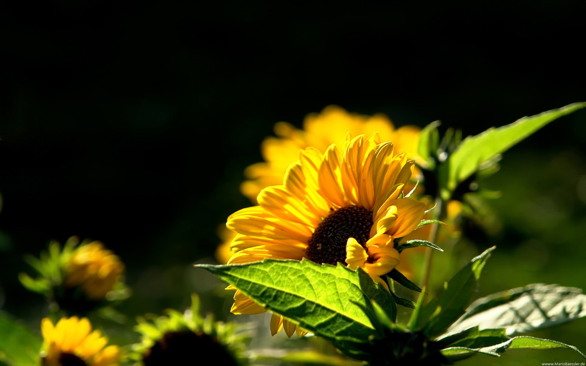 sonnenblume warm sommer