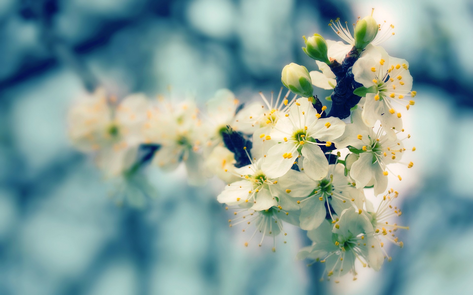 nature arbre floraison