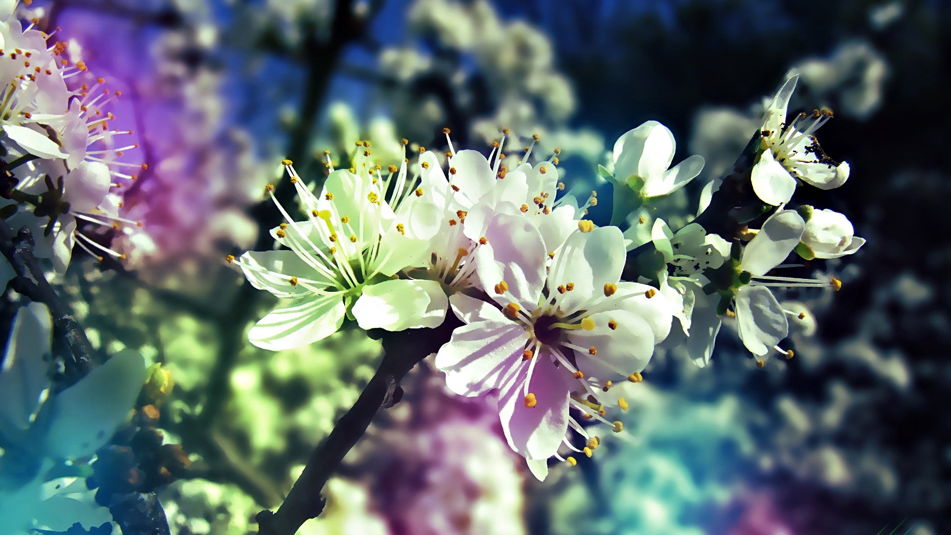 gradient arbre printemps