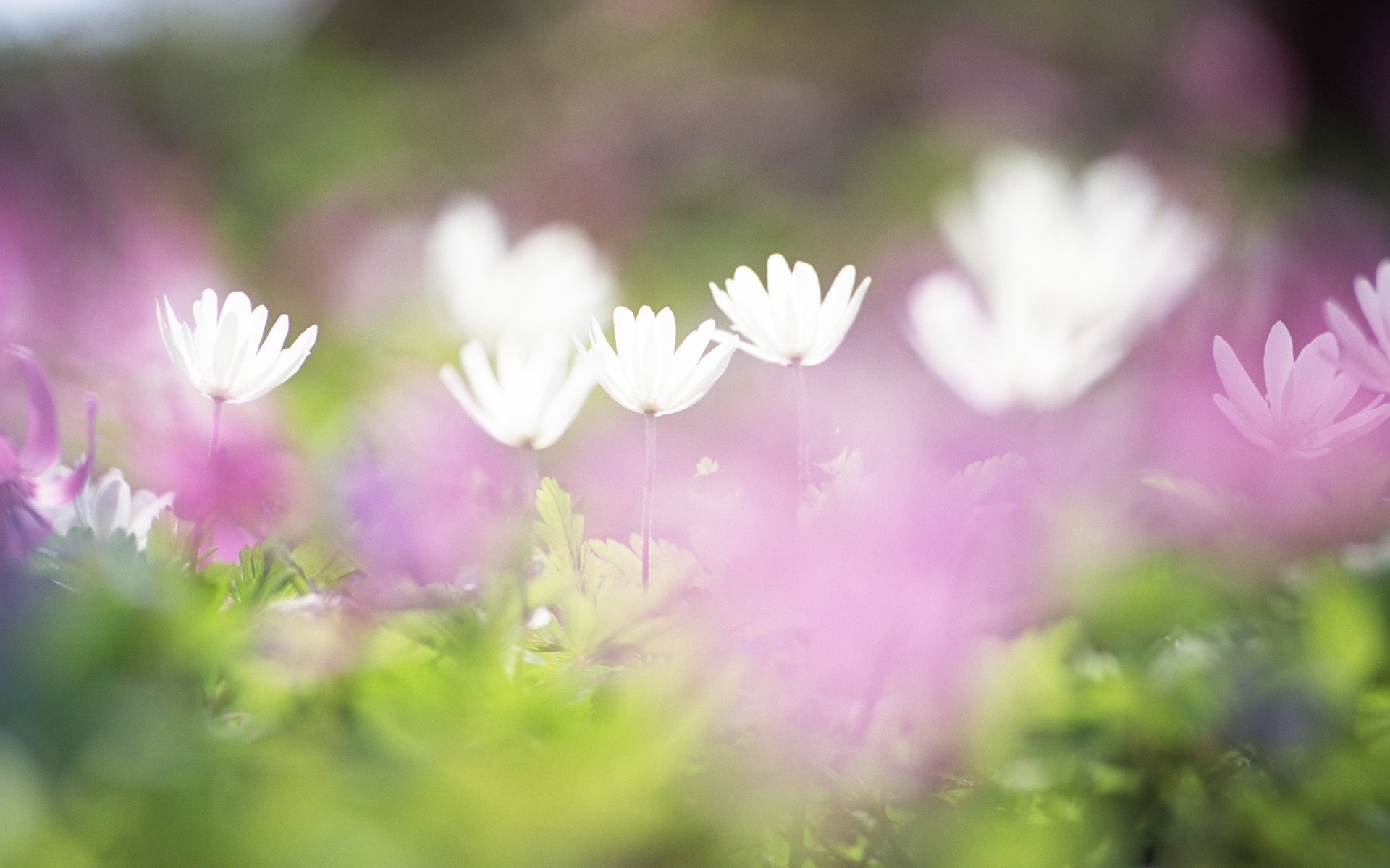 blumen weiß flieder gras feld zärtlichkeit unschärfe