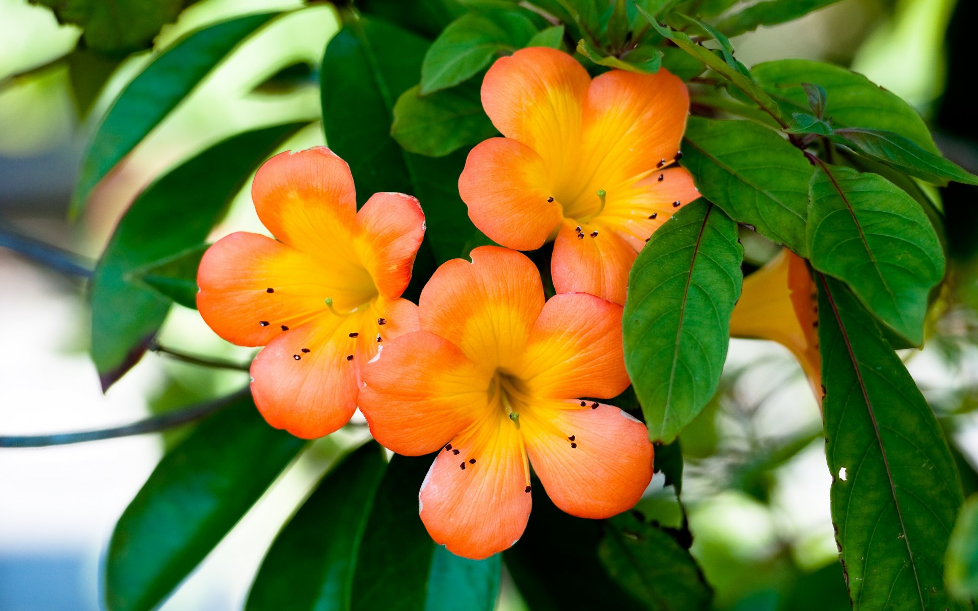 fiori d arancio petali pianta fiori