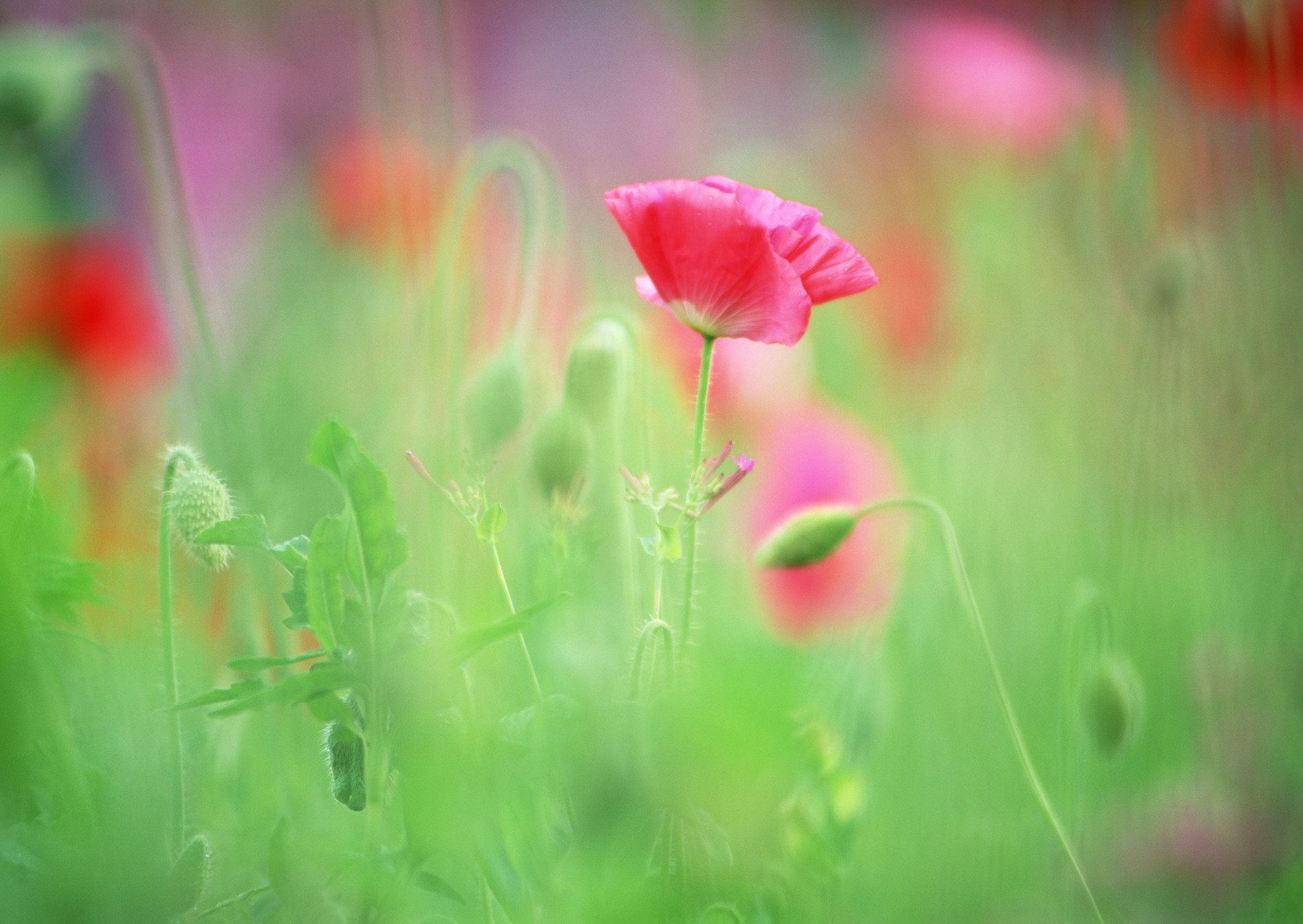 fleurs coquelicots bourgeons herbe verts juteux