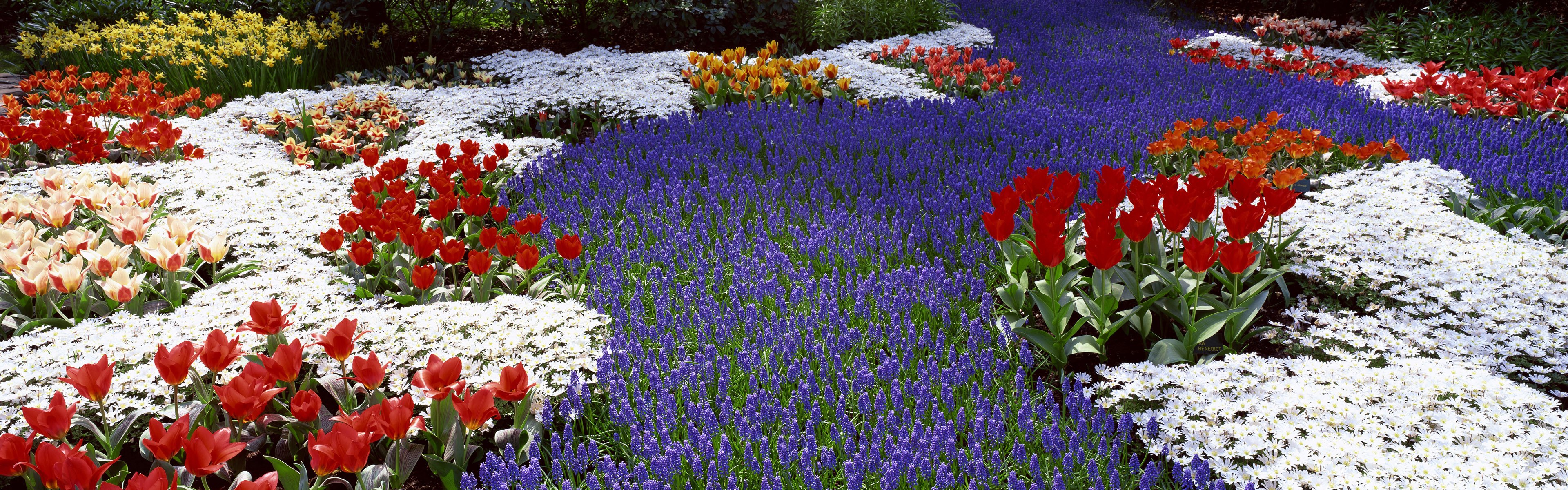 tulipani narcisi fiori primavera doppio schermo