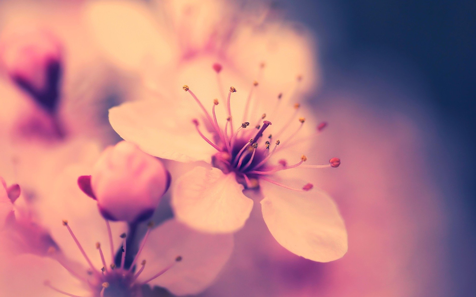 macro fiore ciliegia sakura rosa primavera fioritura