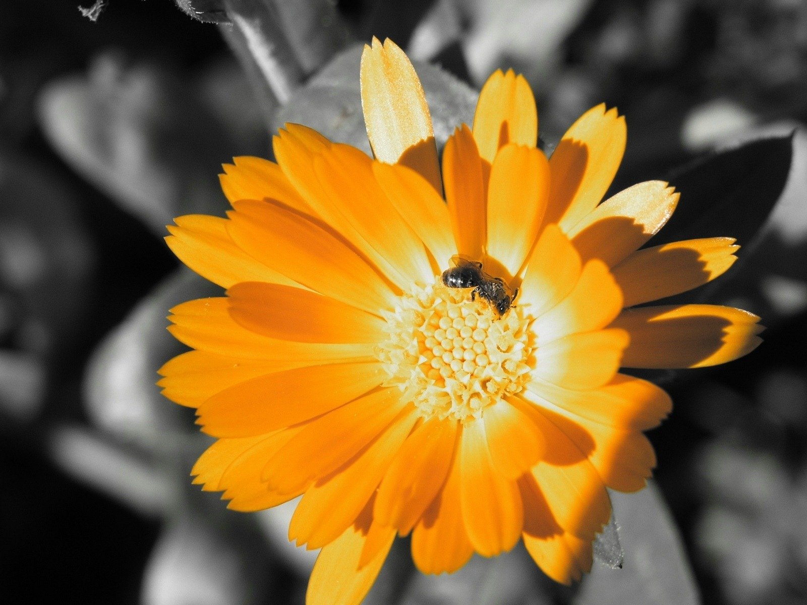 blanco y negro abeja néctar color