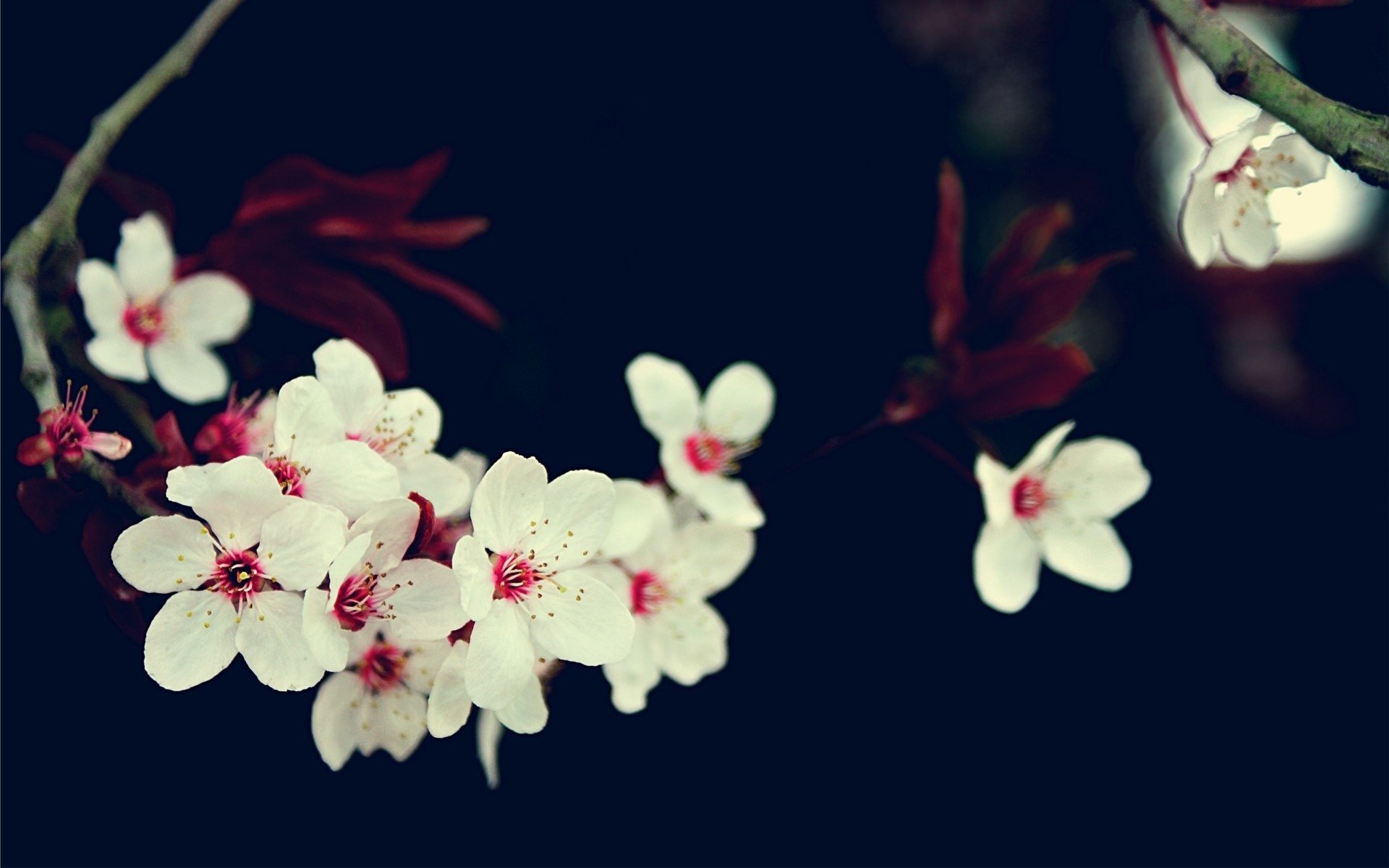 branch cherry sakura flower white