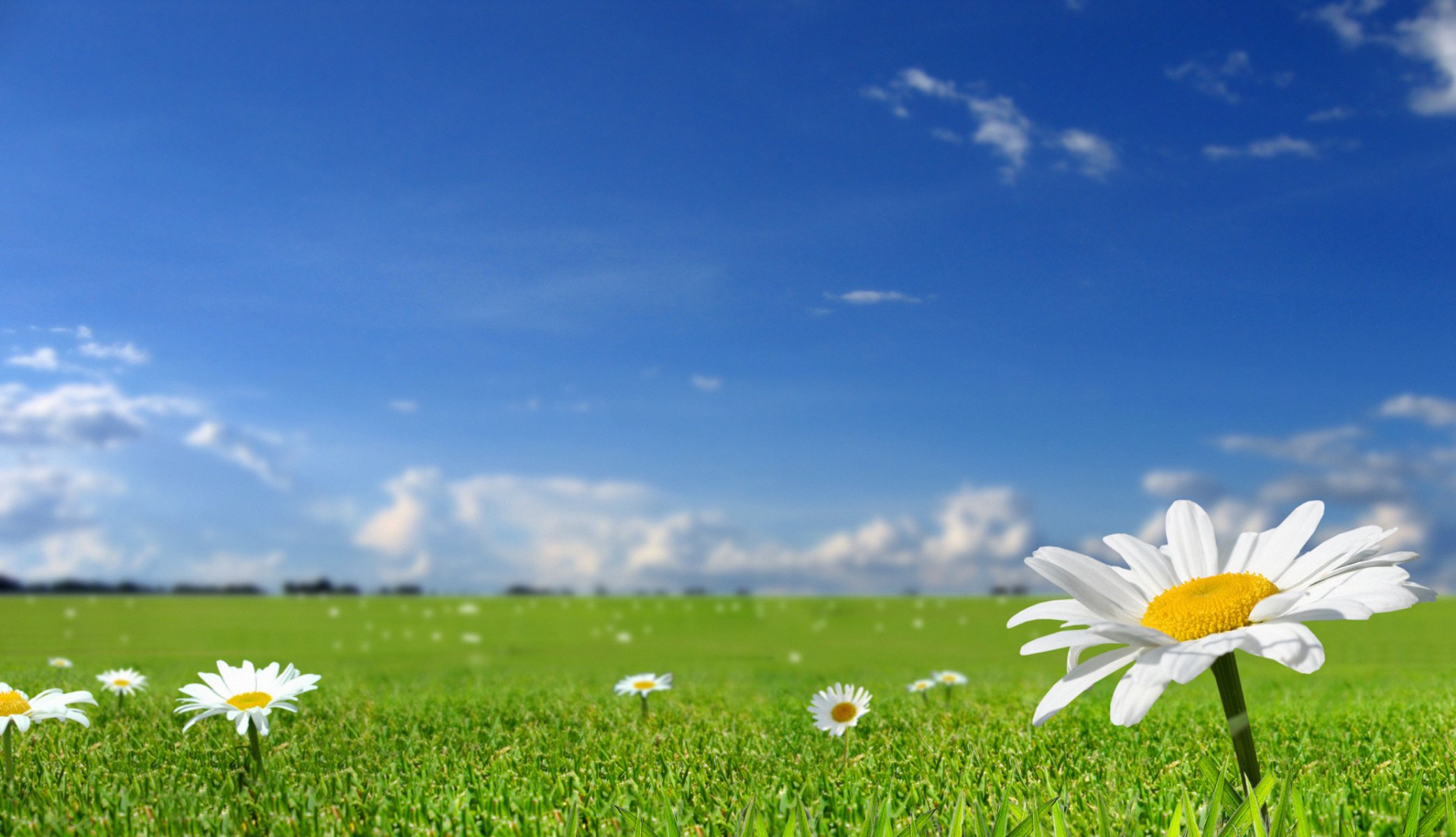 blumen feld gras natur frühling sommer sonne himmel