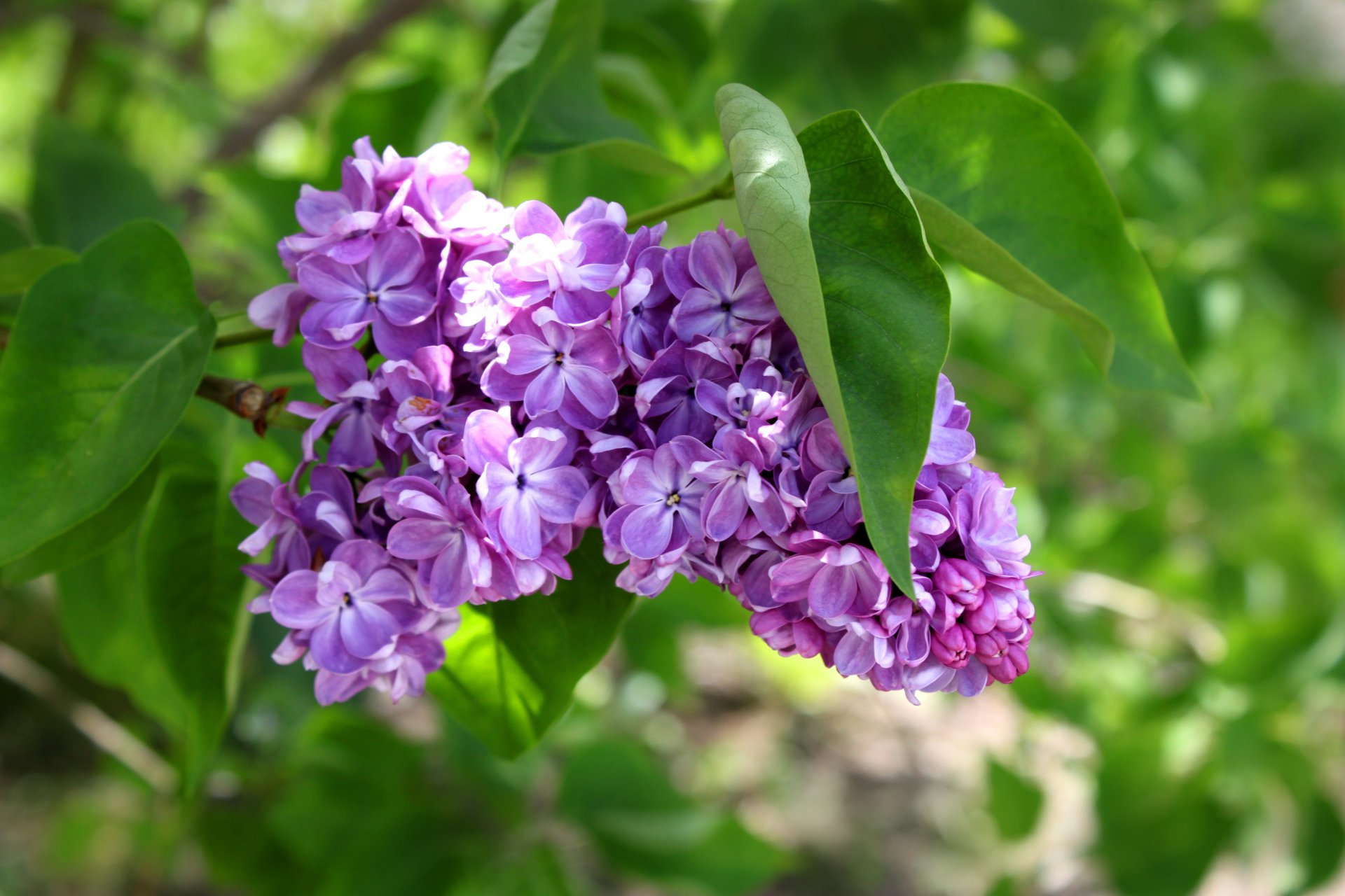 lilac bunch of leaves flowers green