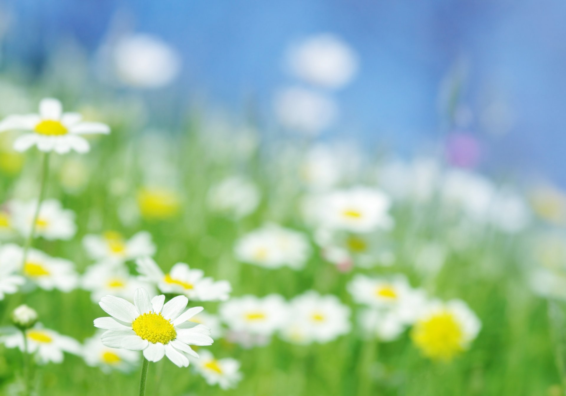 fleurs gros plan camomille marguerites lumière rayons jardin champ