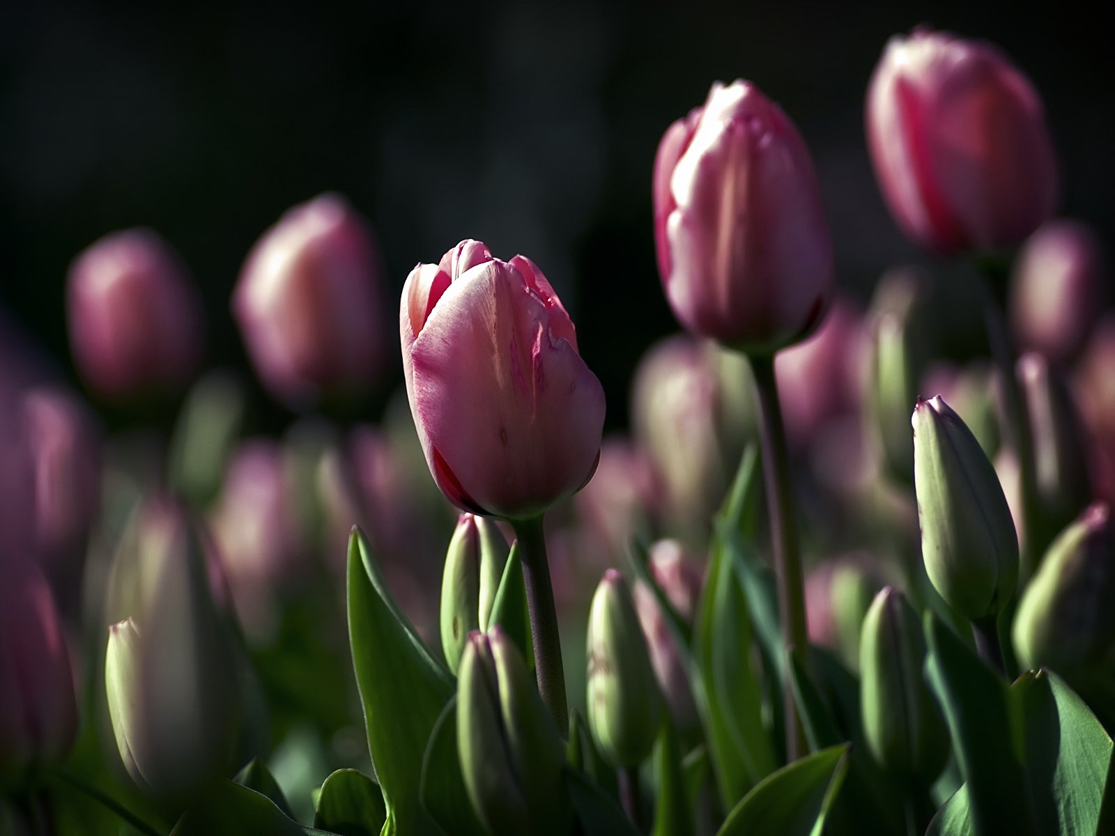 fleurs tulipes verdure feuilles