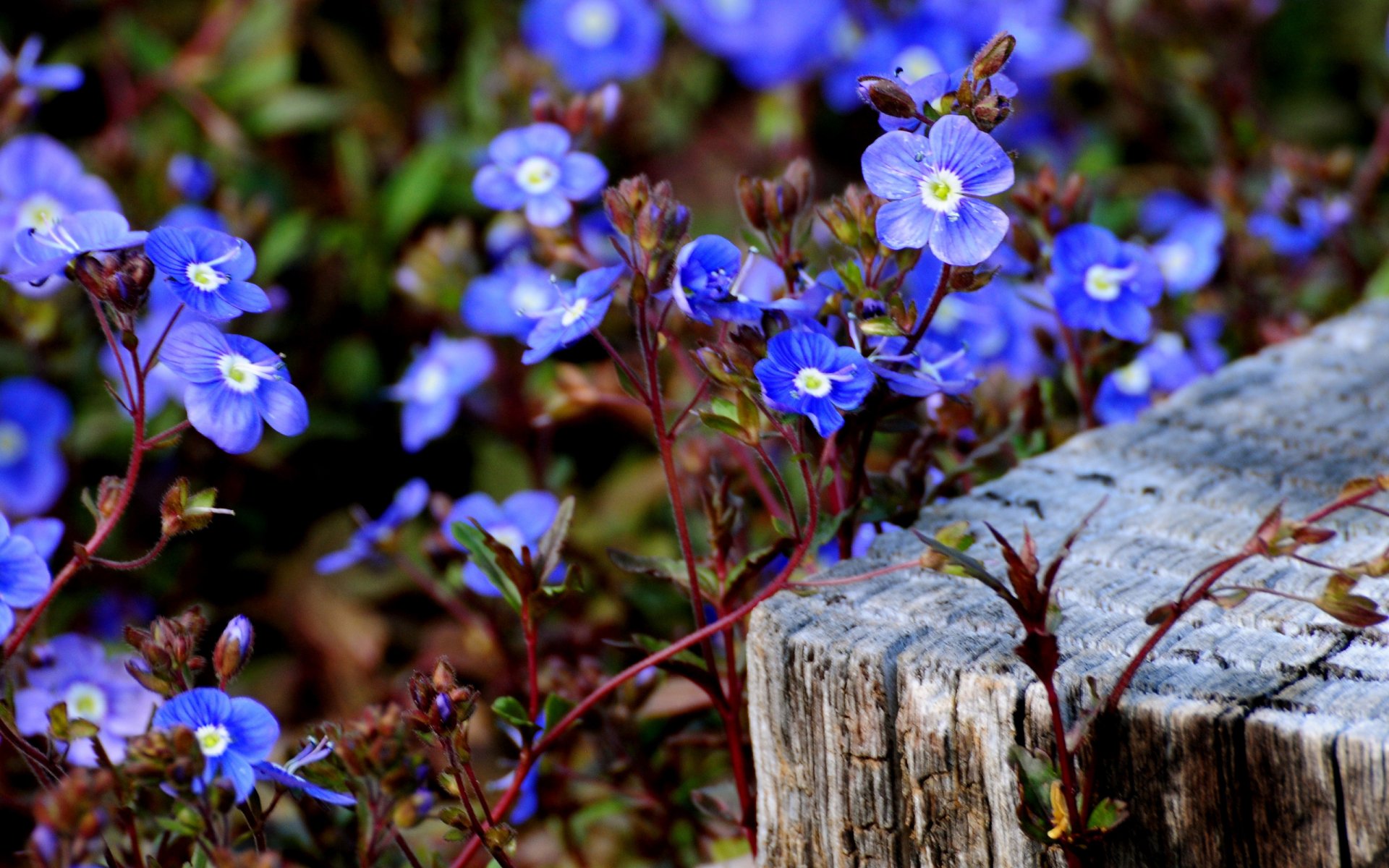 flowers small golubenky