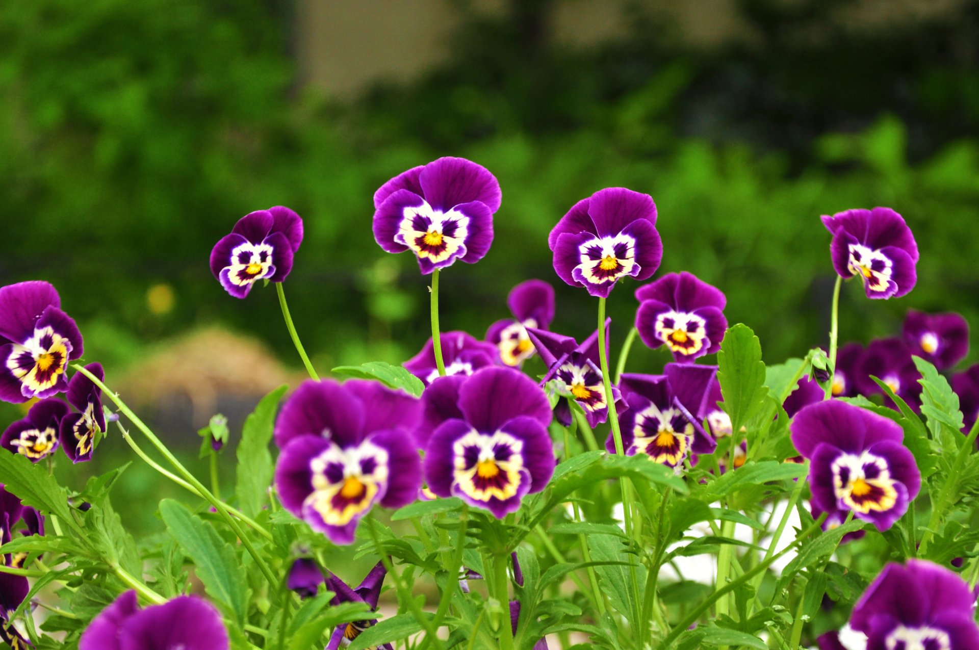 purple flowers faces gra