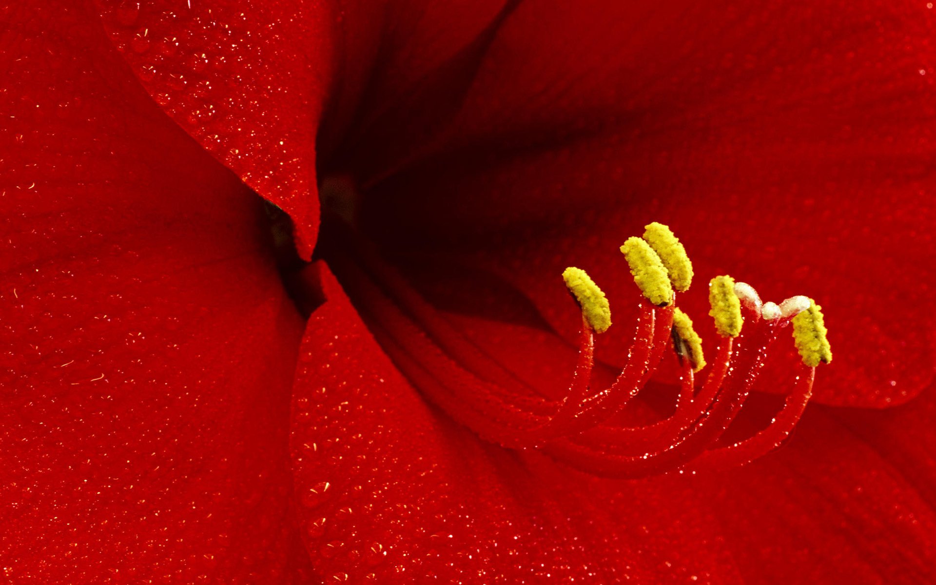 fiore giglio pistillo stame