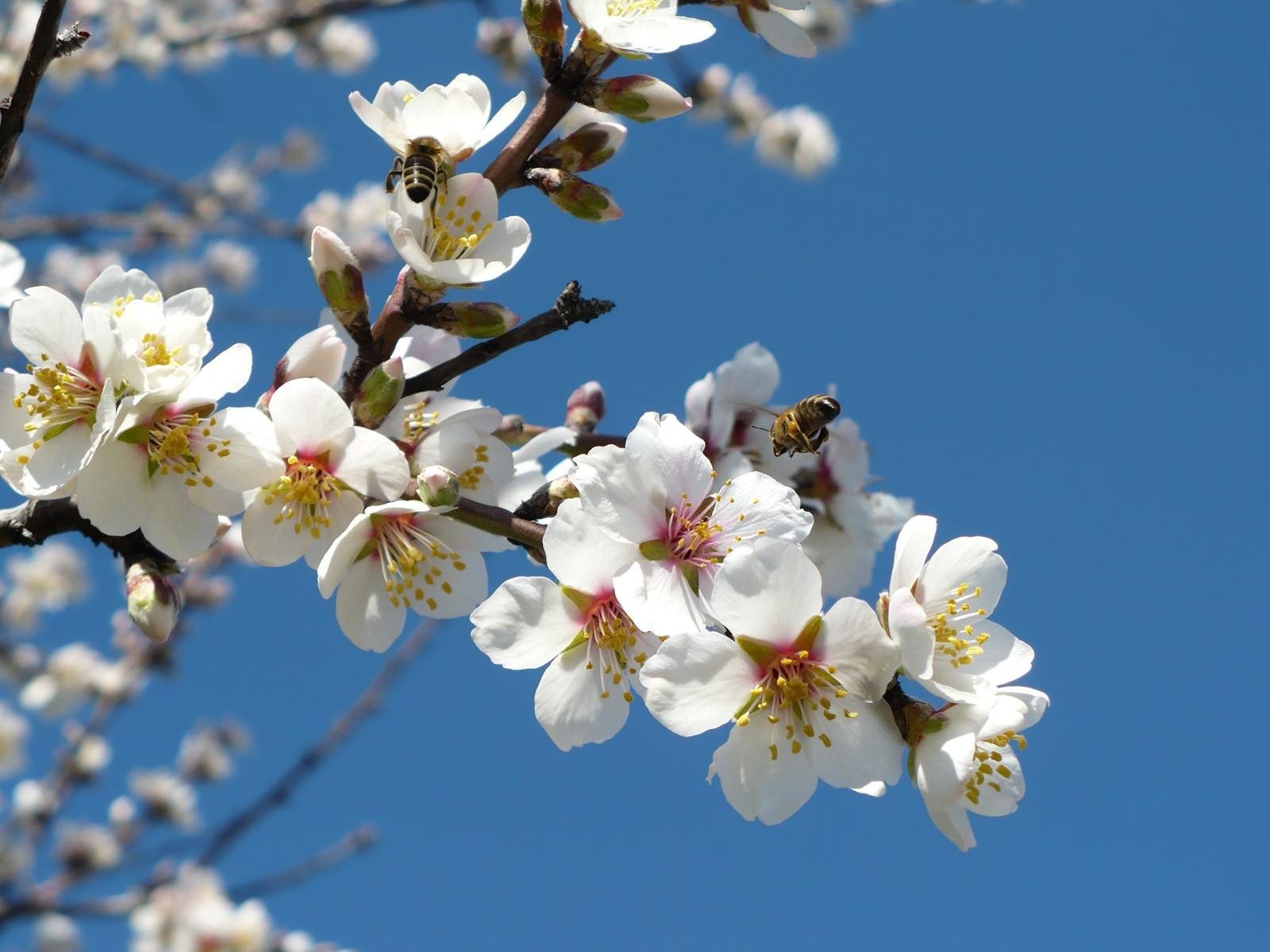 white flower bee