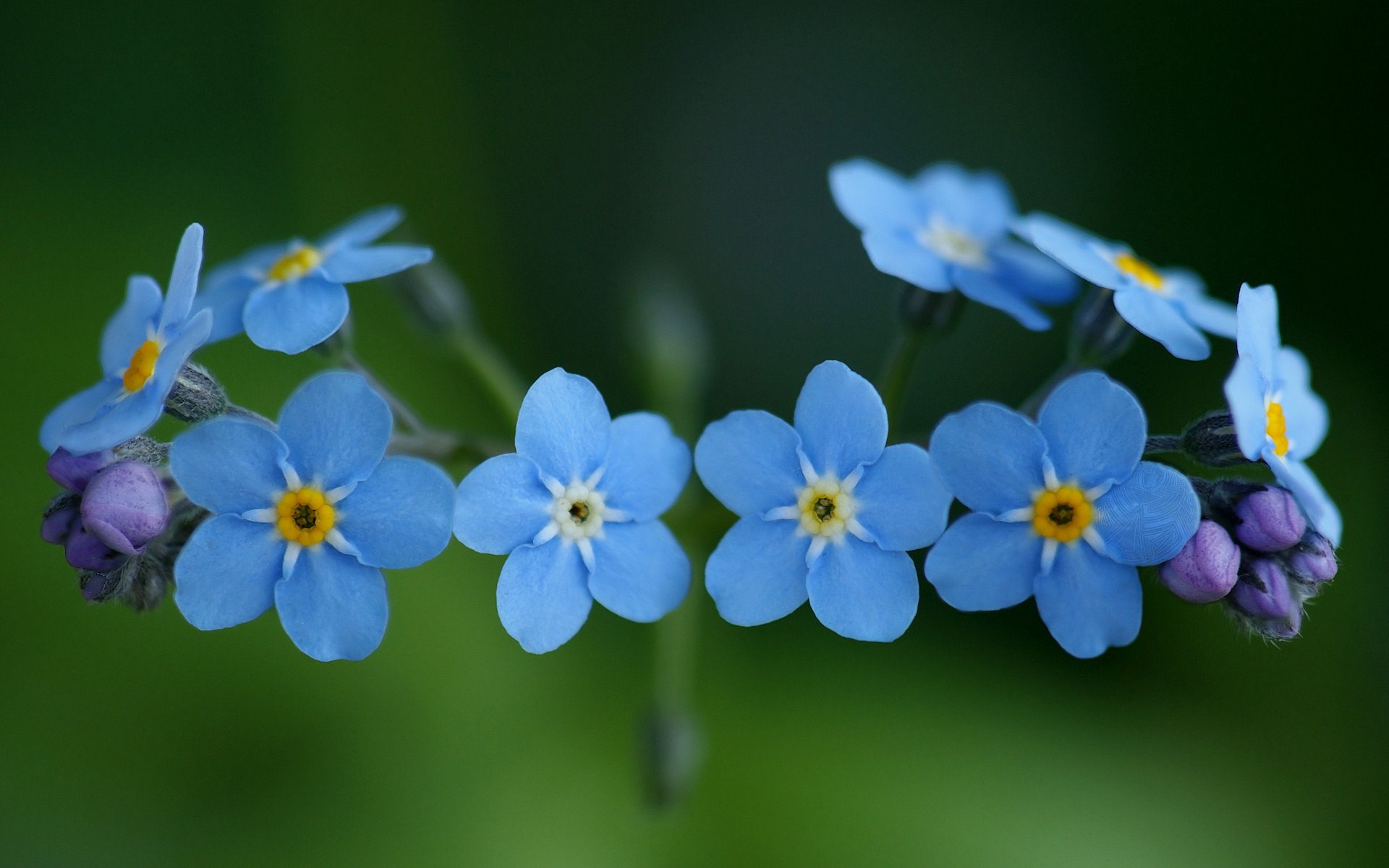 nomeolvides flores azul azul macro plantas naturaleza