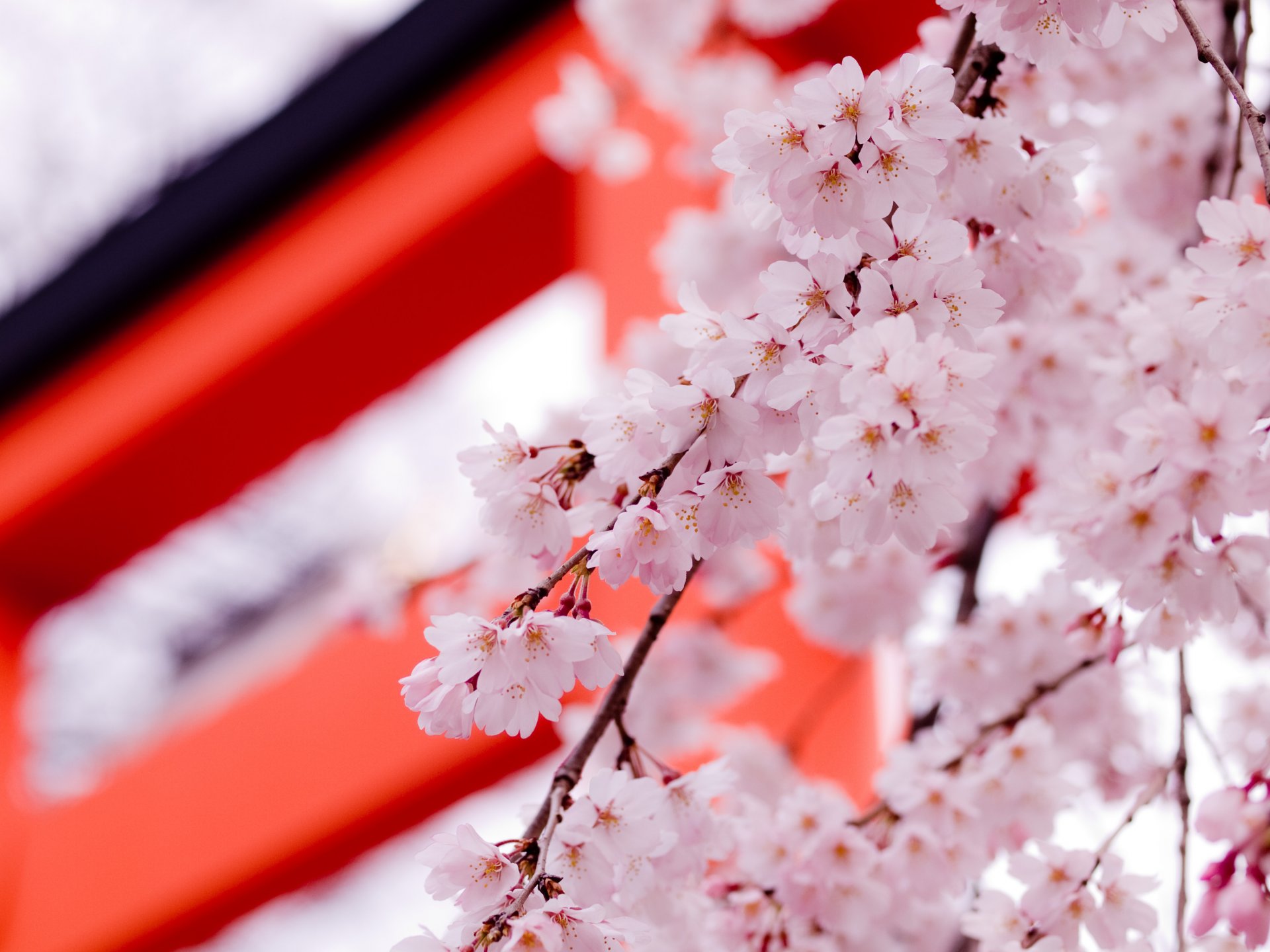 sakura pétalos flores rosa primavera belleza