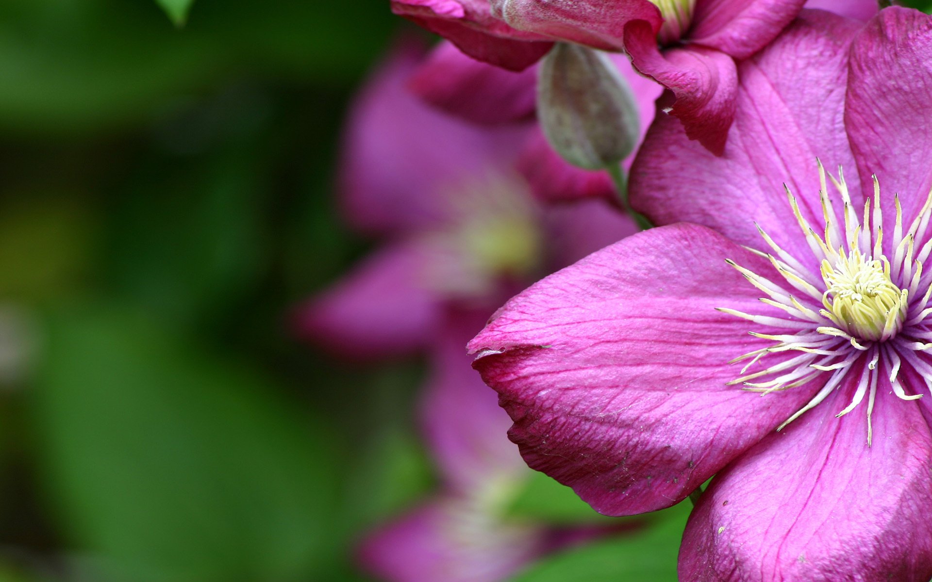 gros plan fleurs flou