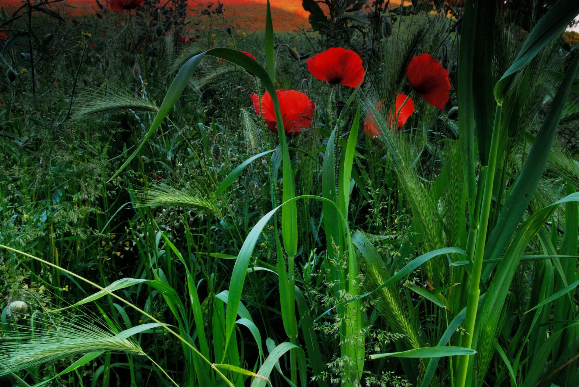 rorru poppy the field ear