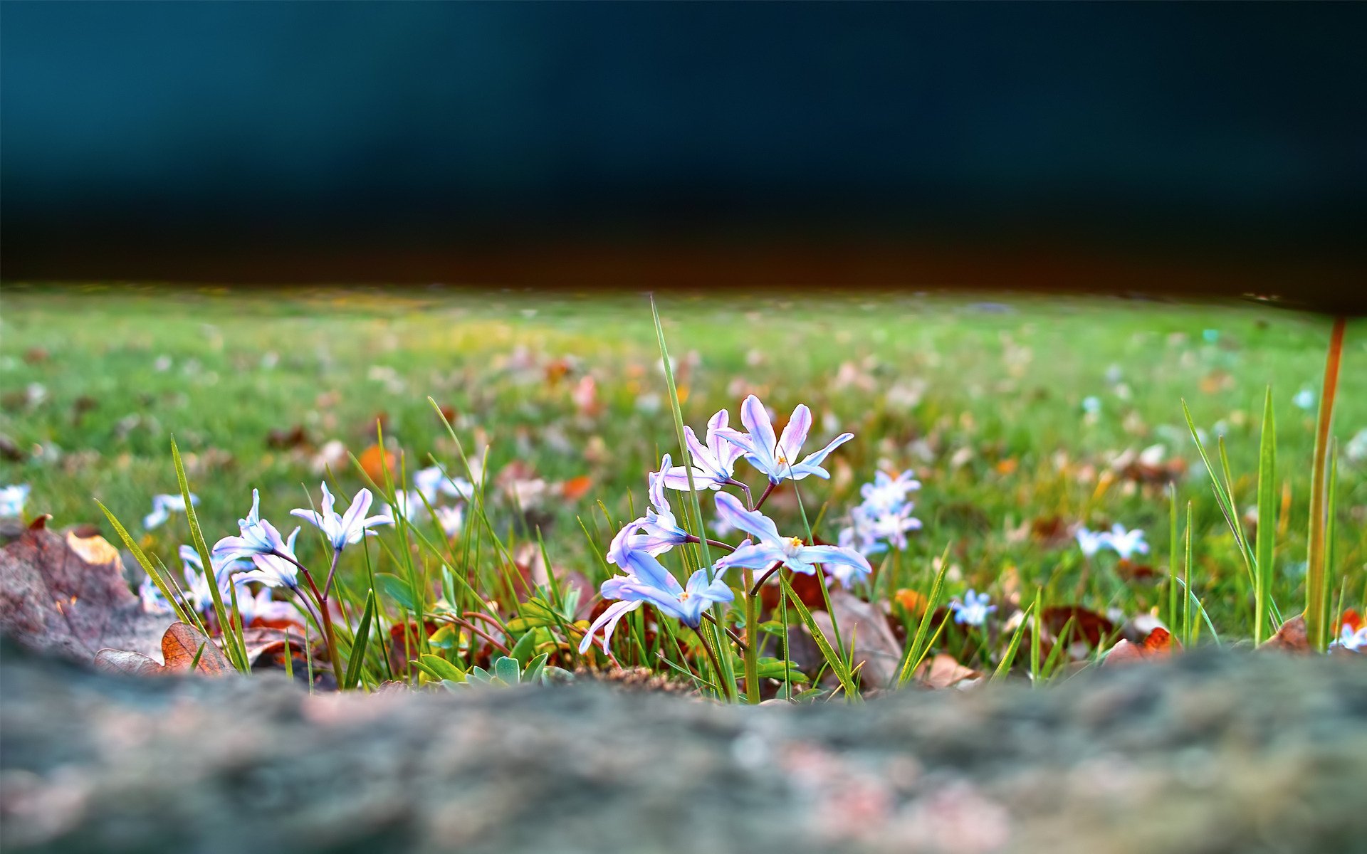 lichtung gras blumen natur fokus