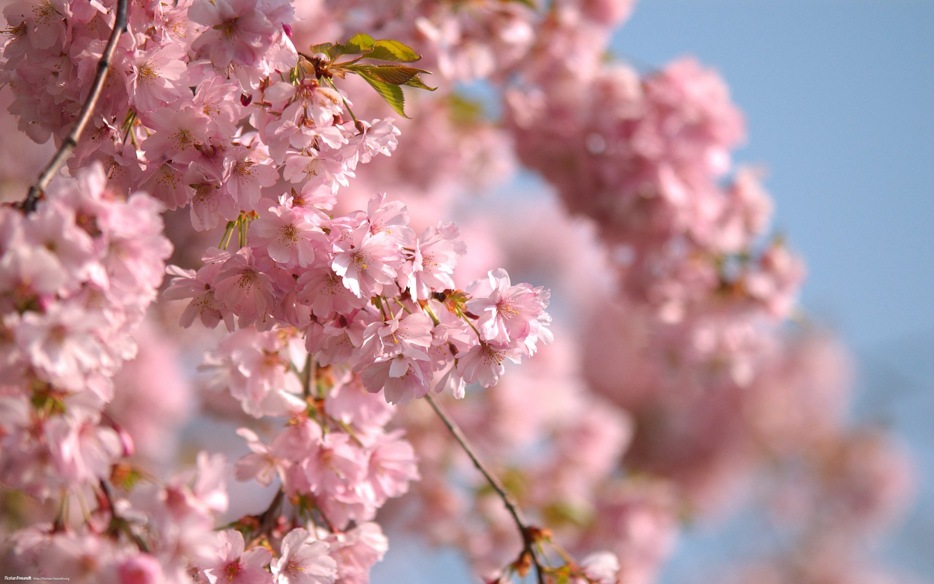 pink flowers spring branch sky