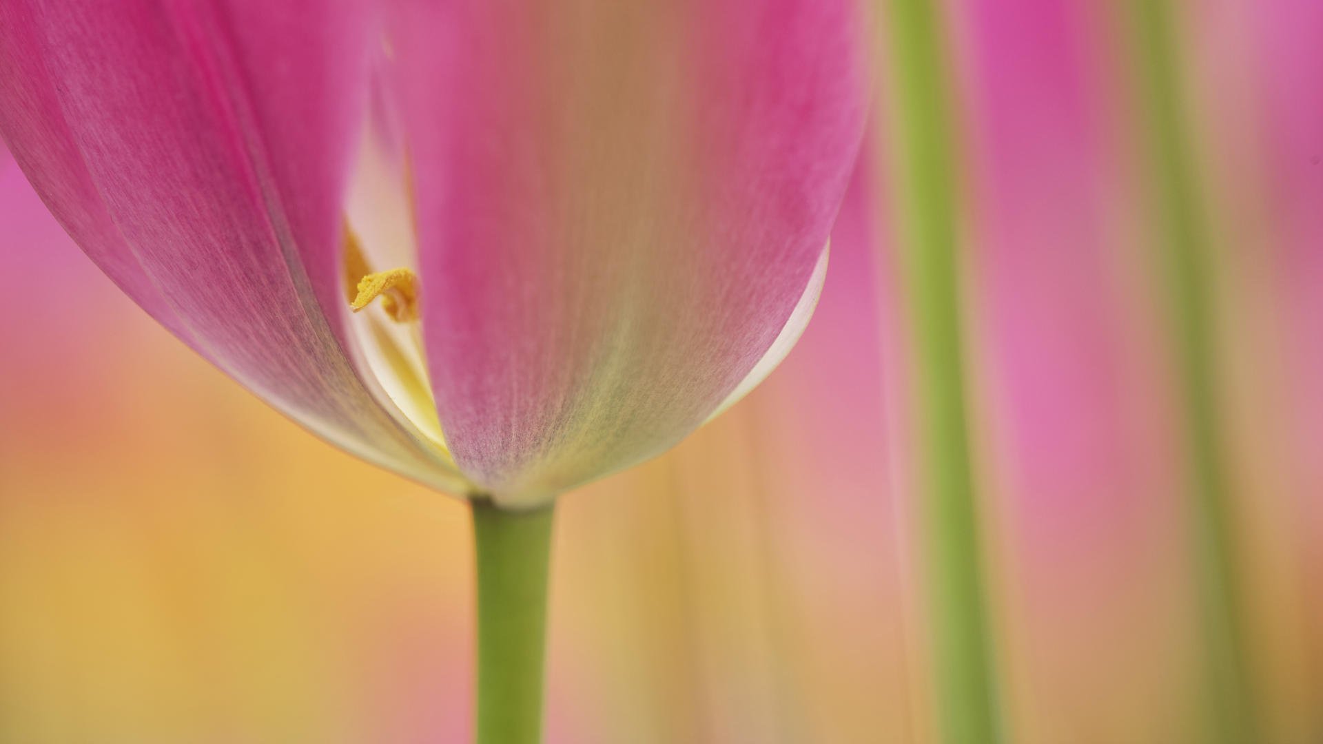 tulipán flor macro