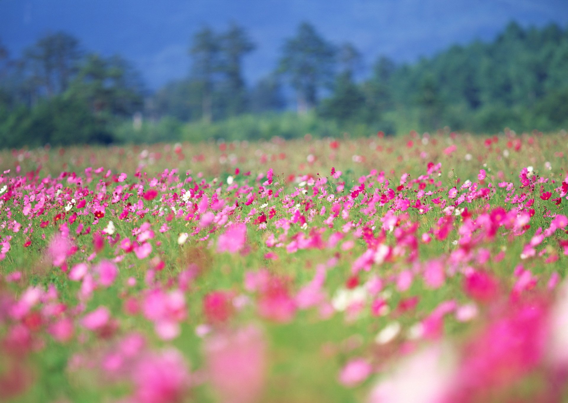 primavera flores verano