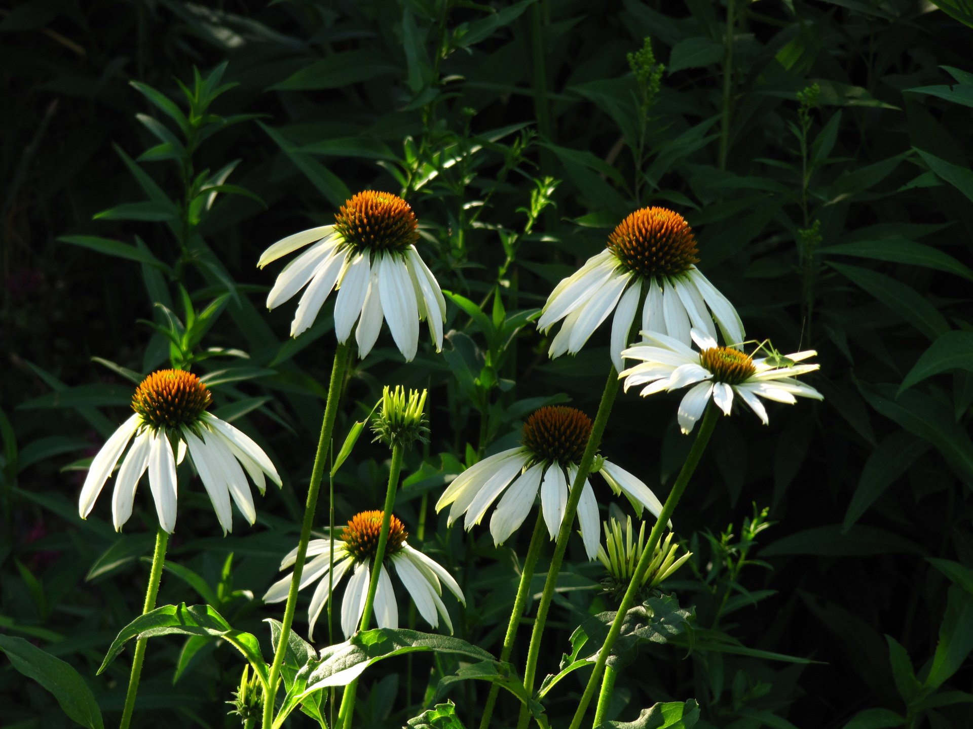 gänseblümchen grüns morgen