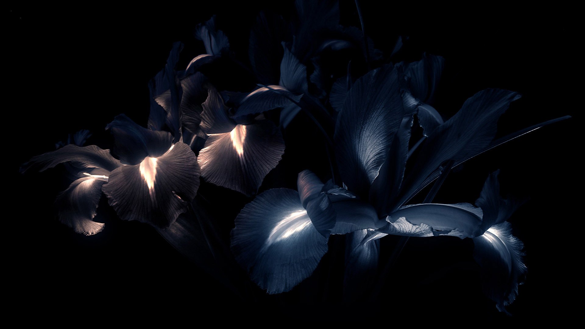 flower petals dark background