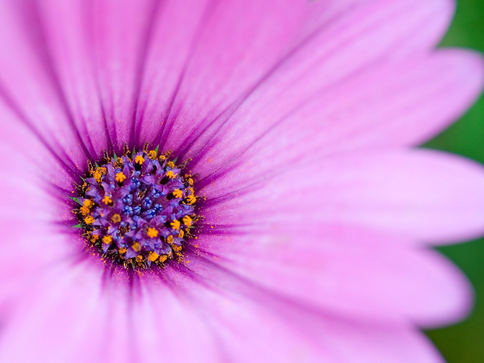 pink tender petals cockle