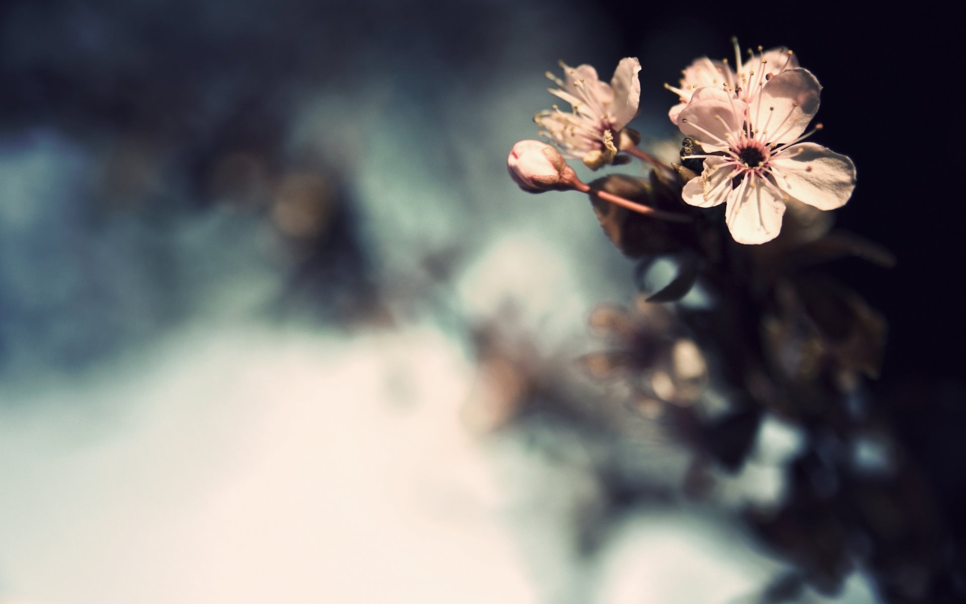 flores cerezos brotes macro