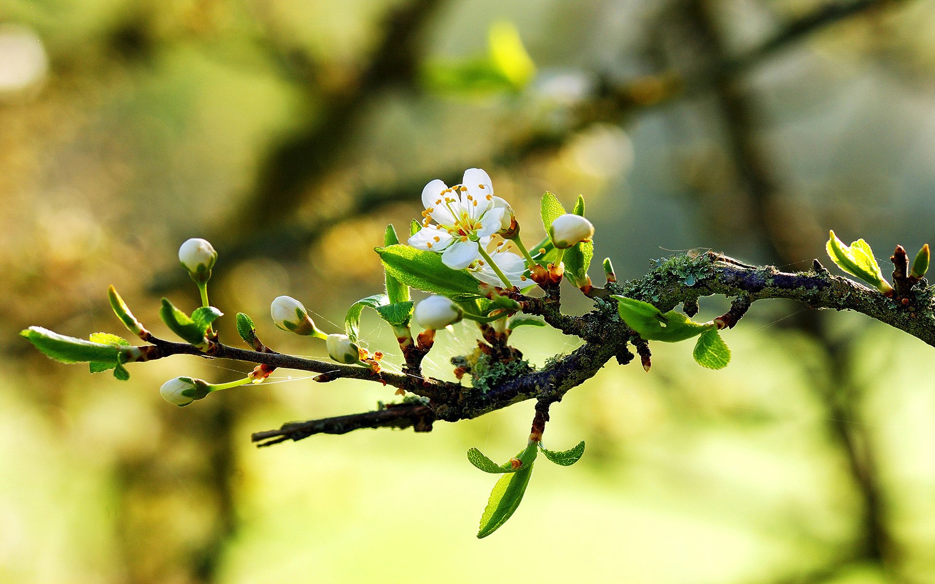 natura wiosna gałąź makro kwiaty