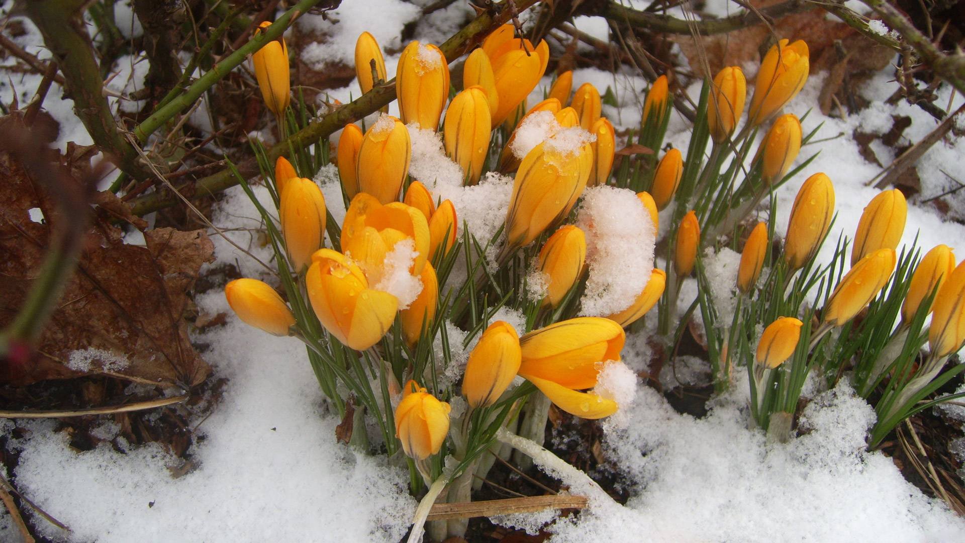 perce-neige jaune printemps