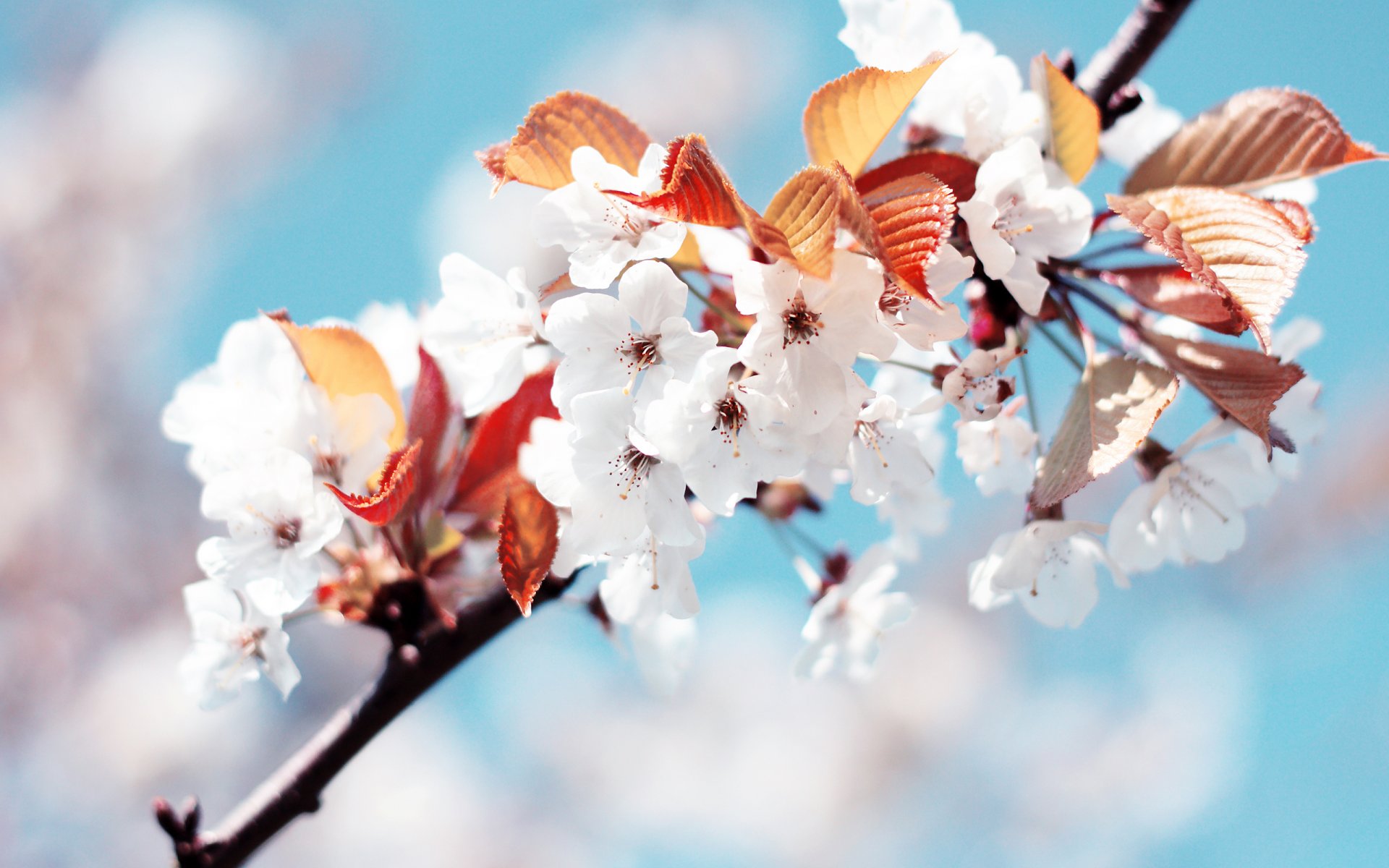 cerise printemps blanc