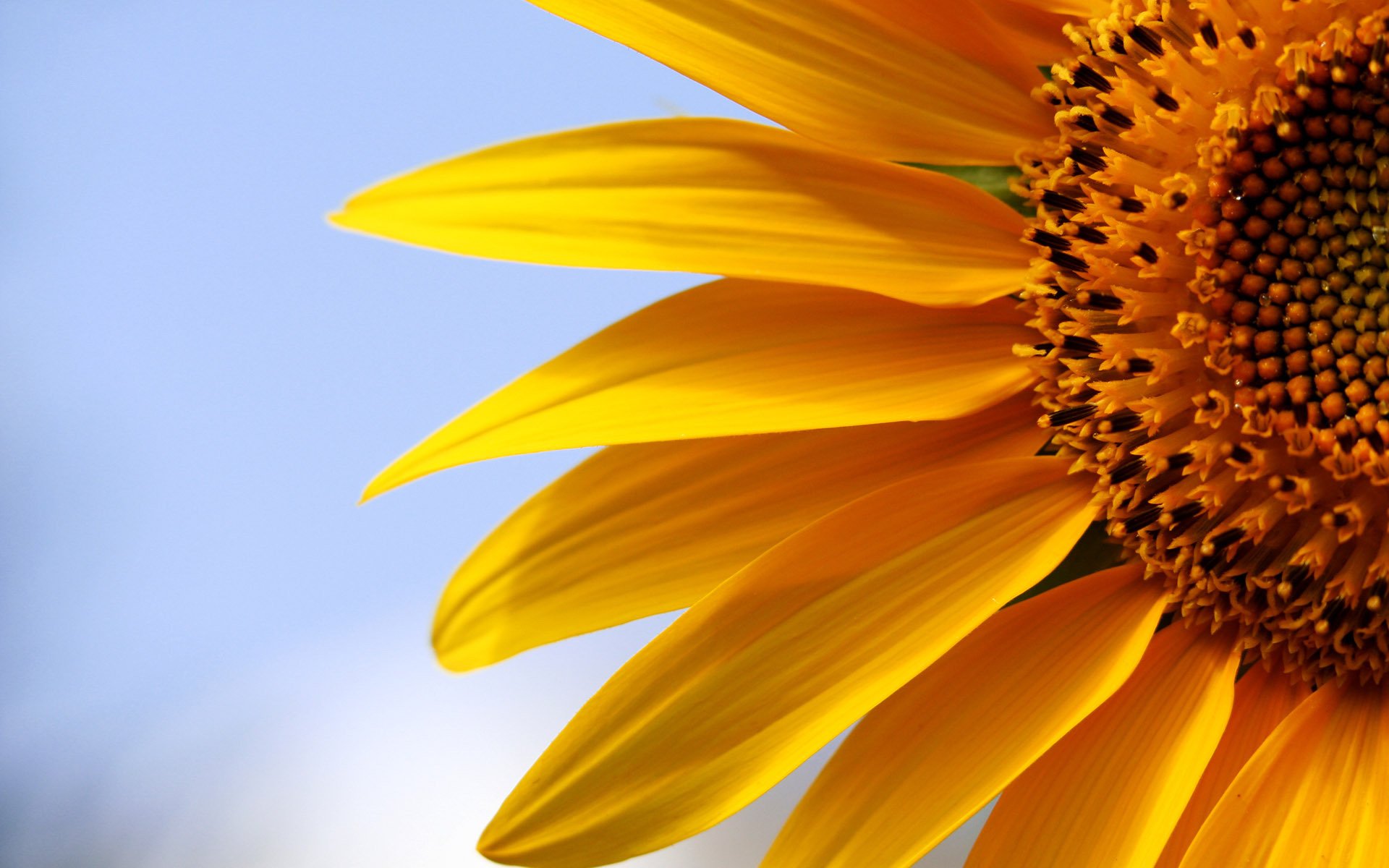 girasol naturaleza macro