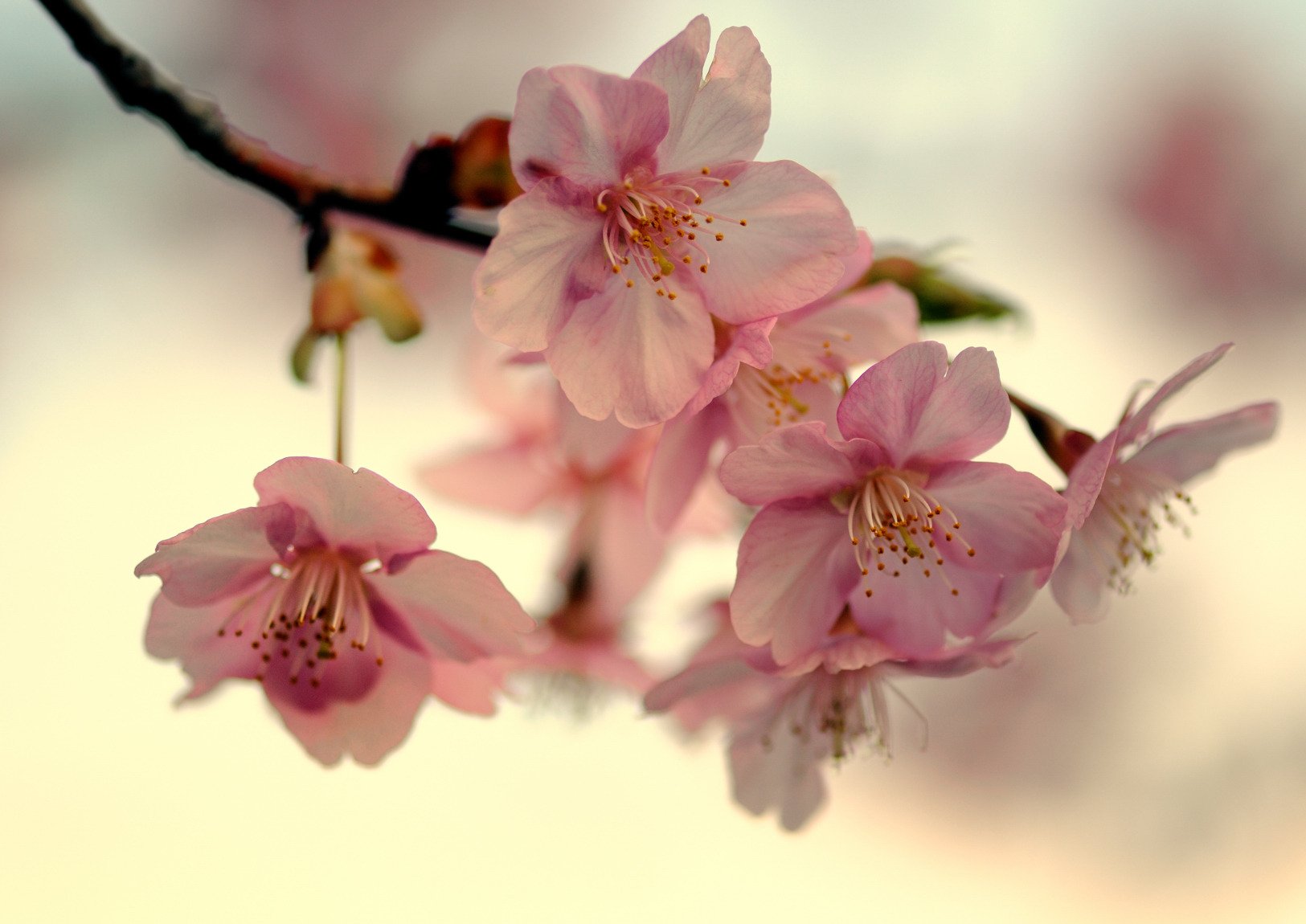 akura branch cherry bloom japan spring petals pink sky light close up