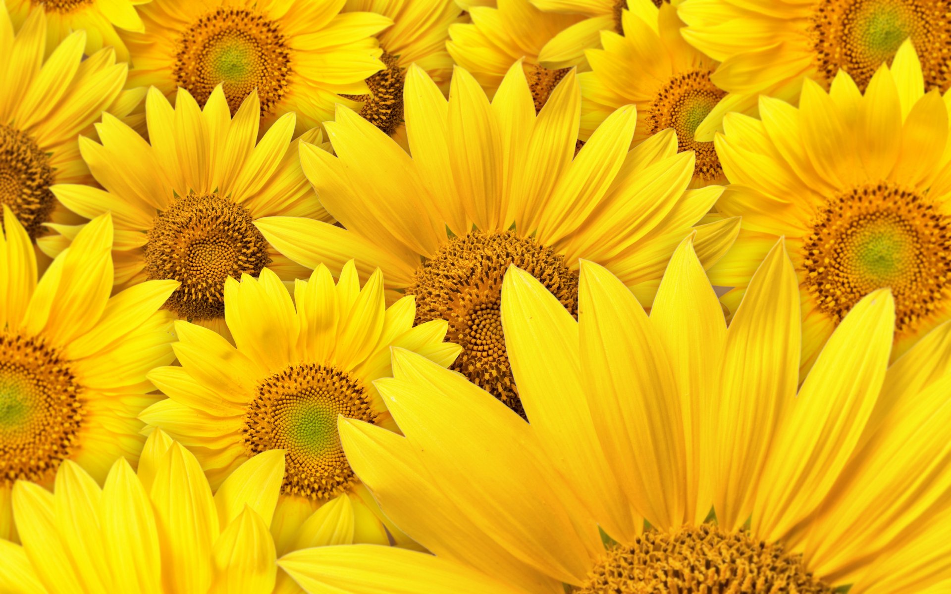 flower macro photos sunflower