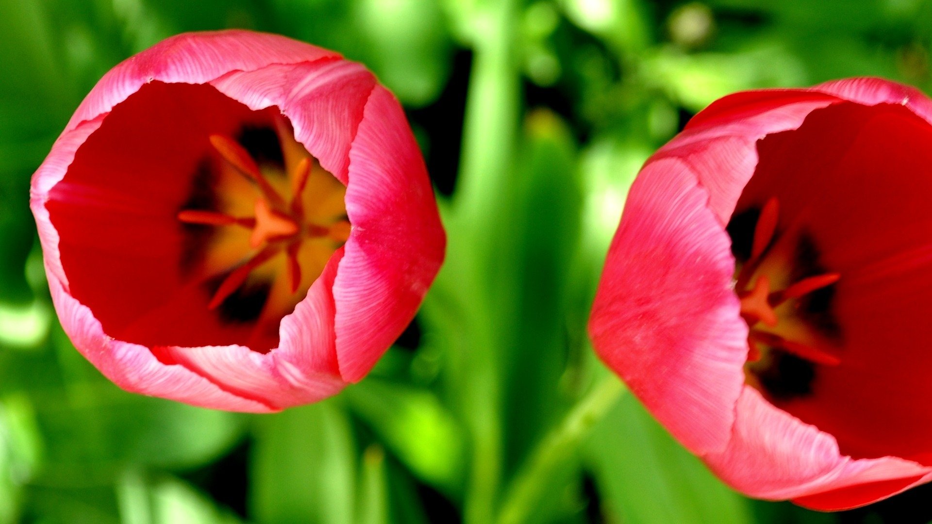 fleurs gros plan nature