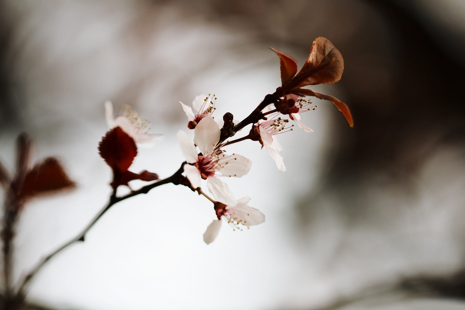 fleurs gros plan photo