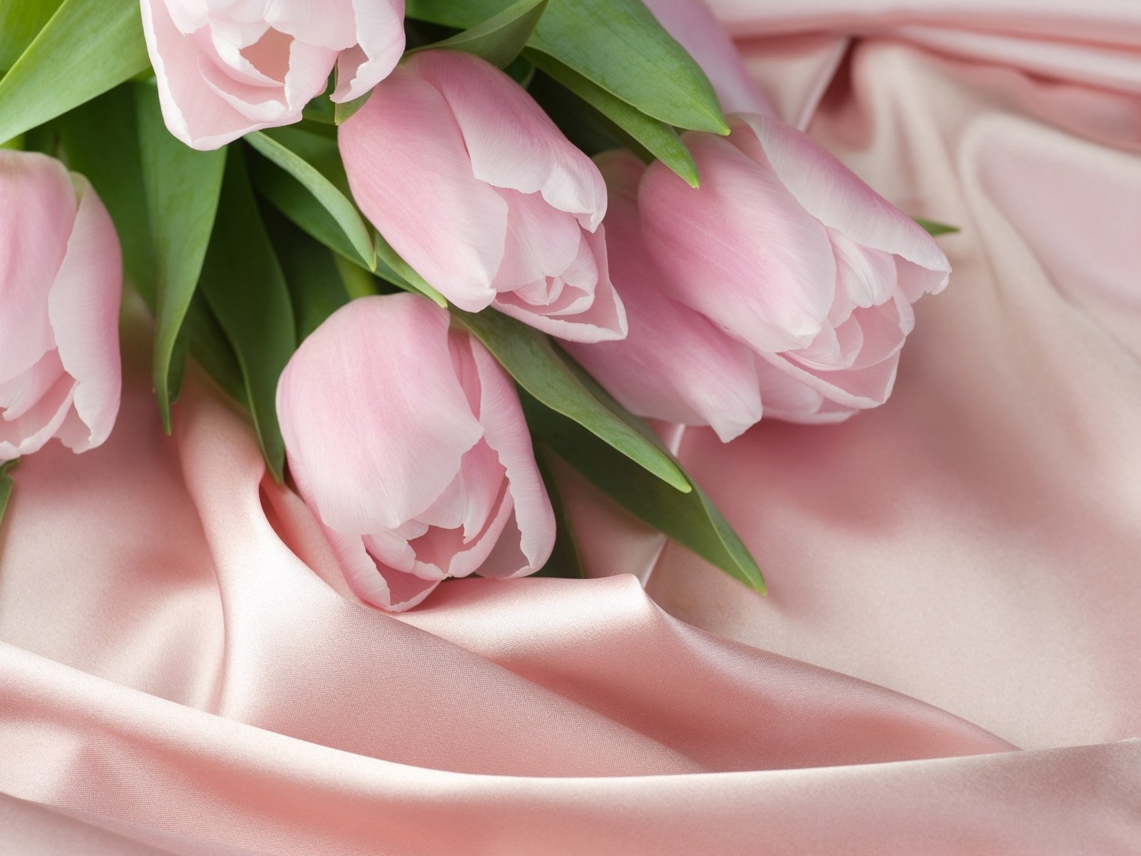 tulips tablecloth cloth pink