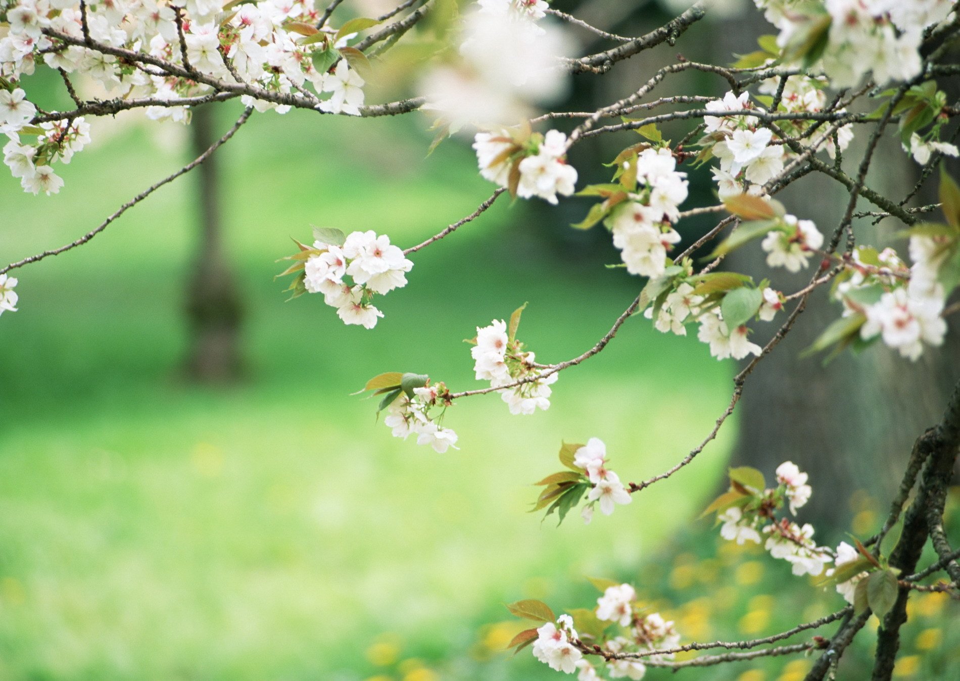 white flowers green spring tree