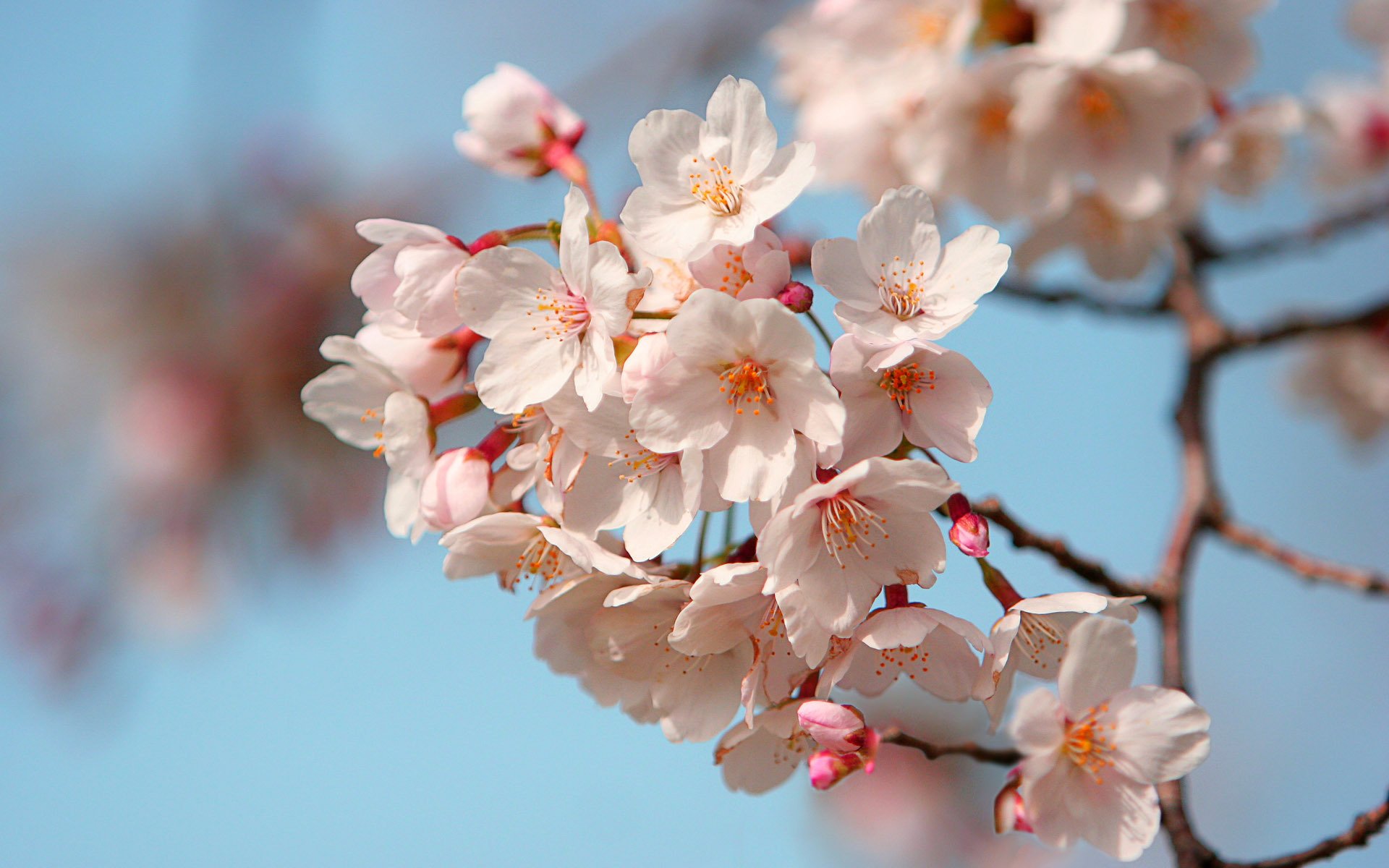 japon sakura pétales