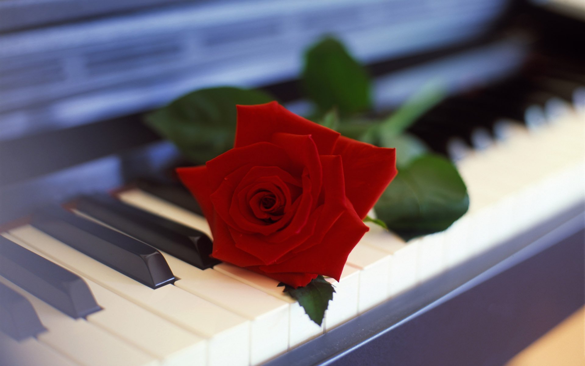 fiore rosa pianoforte