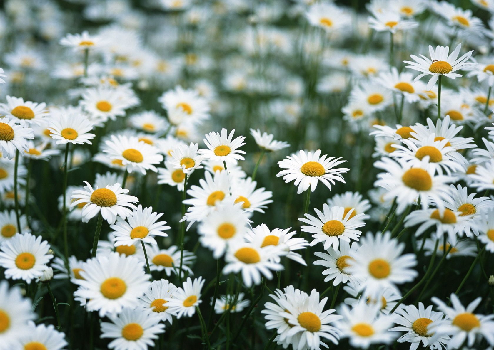 chamomile the field summer flower