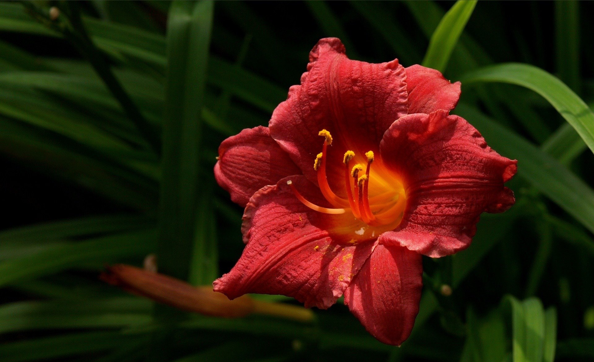 fleurs nature gros plan rouge pétales plantes