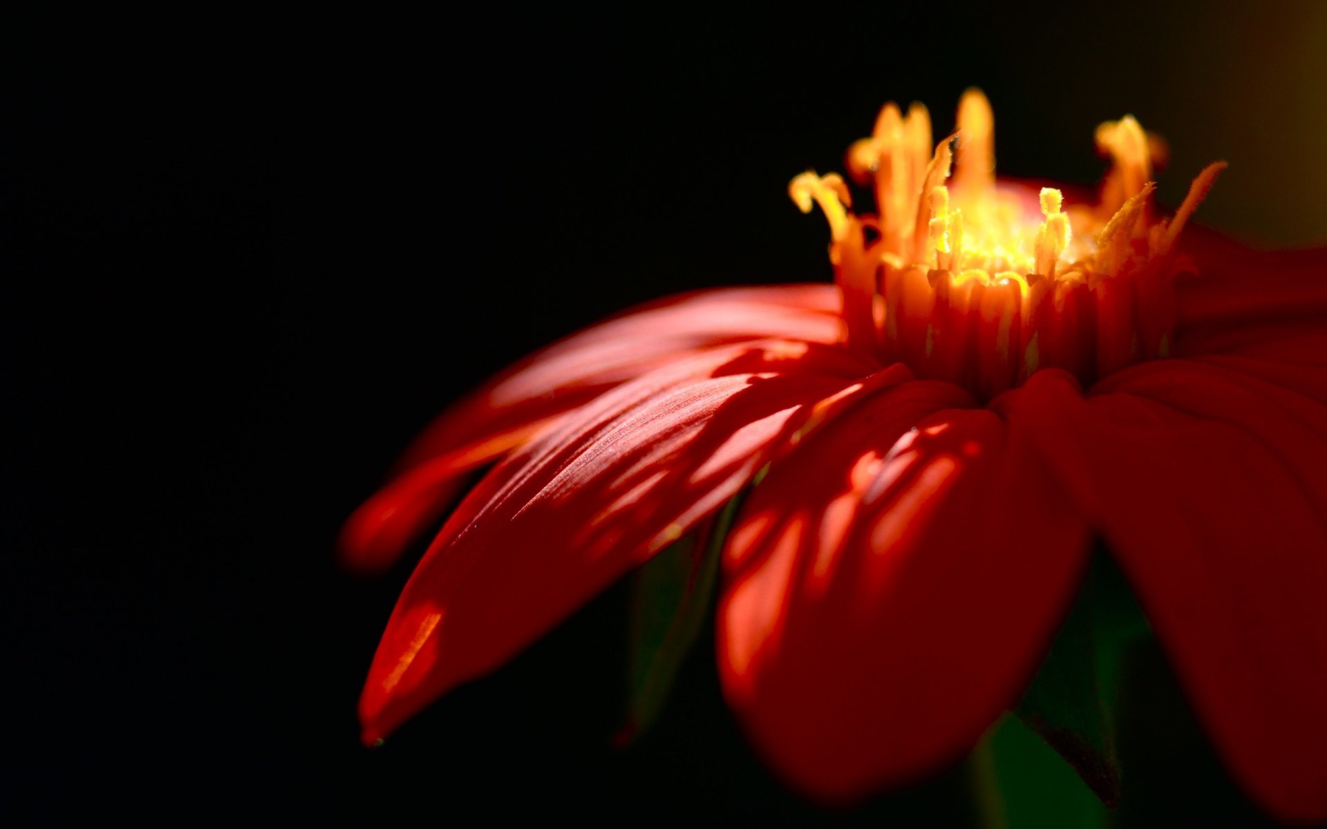 rouges pétales foyer lumière