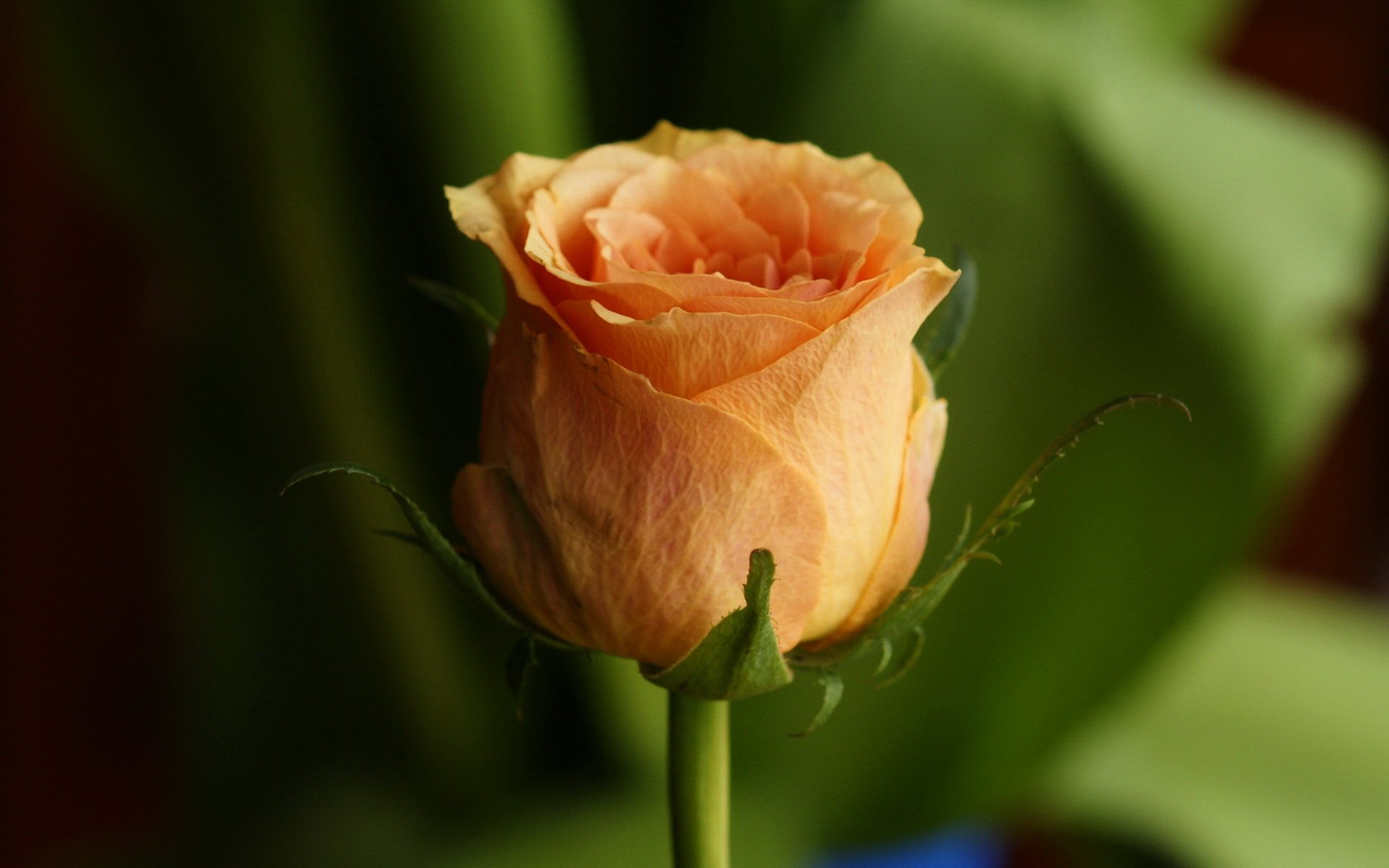 rose bud petal