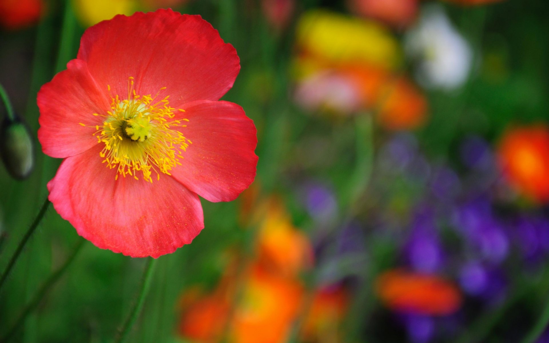 fiore macro rosso