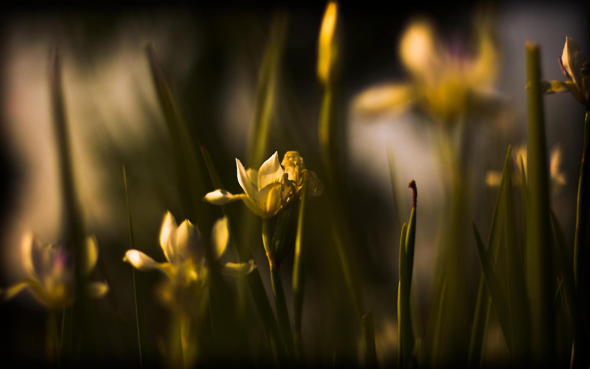 nature fleurs photo