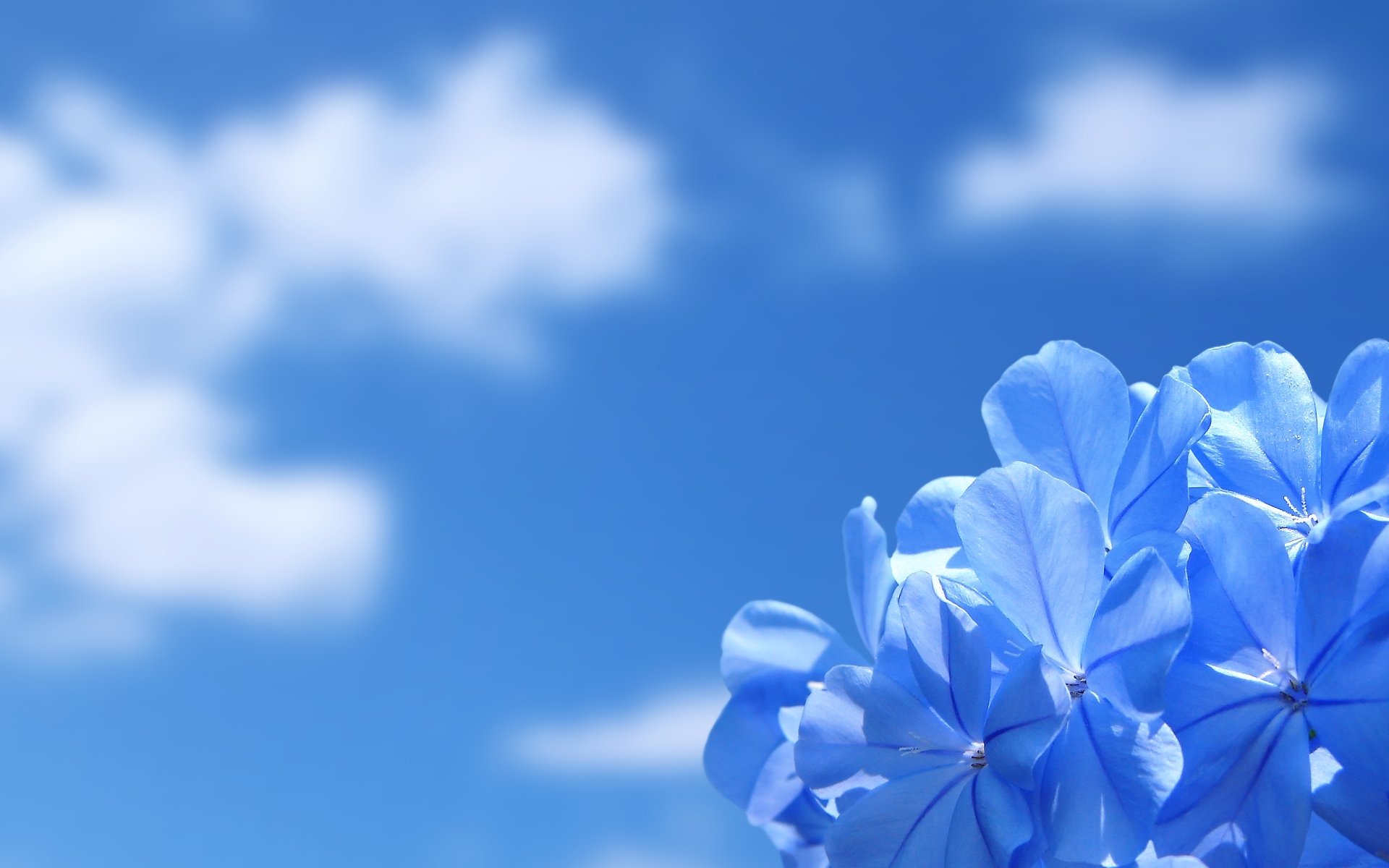 fleur ciel nuages nature beauté